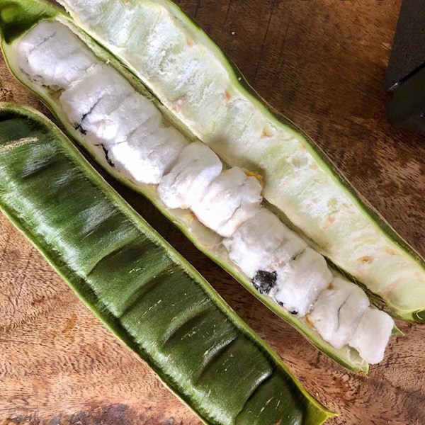 Ice Cream Bean Seed Etsy