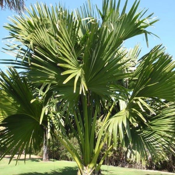 Corypha umbraculifera , Talipot Palme , Exotisch. Extrem selten, Groß wachsend