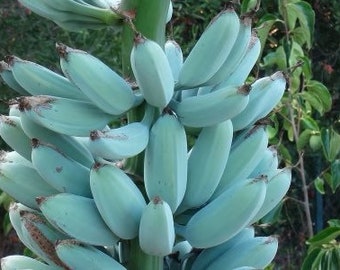 Ice Cream vanilla Banana Tree ,( look at size) Organic , Musa Blue Java  , cold hardy bananna . organic, exotic, cold hardy to 20 f.