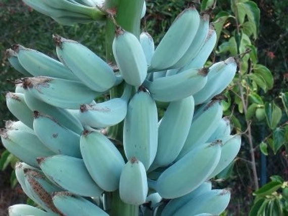 Ice Cream “Blue Java” Banana Plant • Just Fruits and Exotics