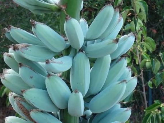 Ice Cream Vanilla Banana Tree , Look at Size Organic , Musa Blue Java ,  Cold Hardy Bananna . Organic, Exotic, Cold Hardy to 20 F. 