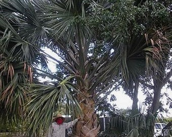Sabal Domingensis palm . Exotic Rare salt tolerant palm, cold hardy palm