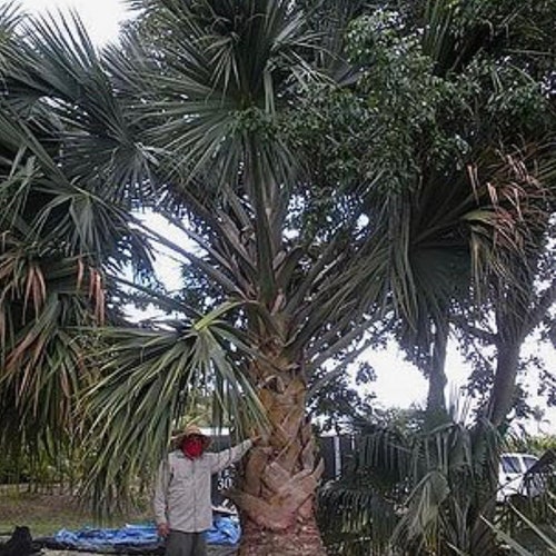 Sabal Domingensis palm . Exotic Rare salt tolerant palm, cold hardy palm