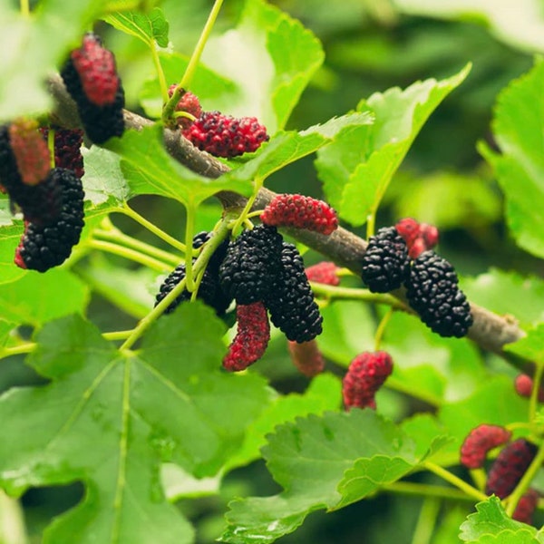 Mulberry tree established one gallon fruit tree , fruit bearing Organic