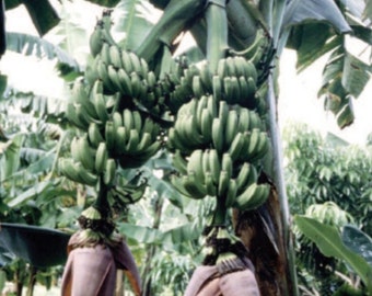 Double ‘ Mahoi’ bananna plant ( Free Shipping) Rare Exotic