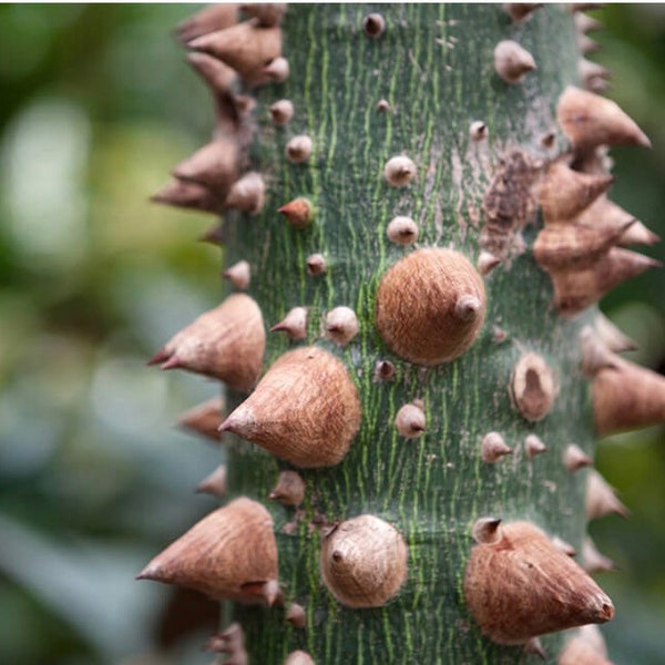 Floss Silk tree established 1 gallon Monkey no climb tree