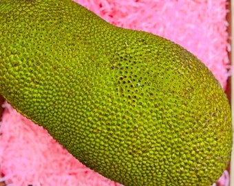 Jackfruit live tree
