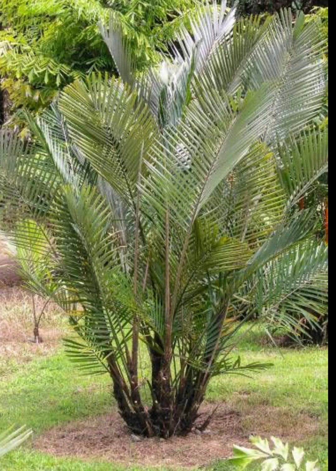 Dwarf Sugar Palm, Arenga Engleri, Cold Hardy Palm FREE SHIPPING Etsy
