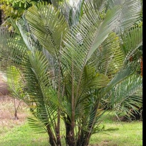Dwarf Sugar palm, Arenga Engleri, cold hardy palm ( FREE SHIPPING)