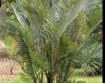 Dwarf Sugar palm, Arenga Engleri, cold hardy palm ( FREE SHIPPING)