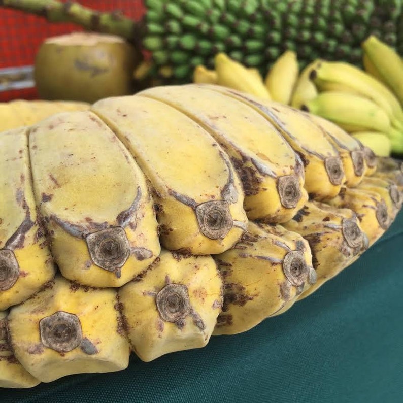 Banana Tree RARE Praying Hands Etsy