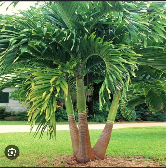 Adonidia palm 2024