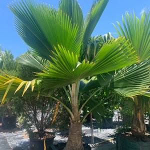 Fiji Palm Pritchardia Pacifica , Palm, tropical, exotic, indoor, outdoor, rare image 5