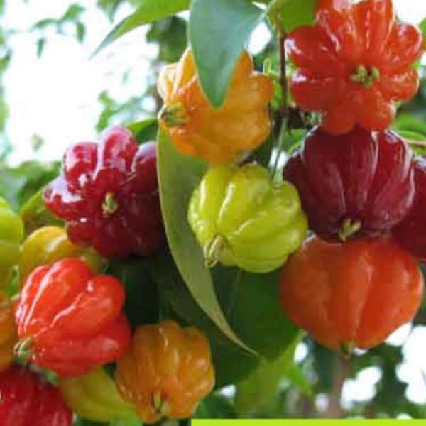 Surinam Cherry bush estableció 1 galón