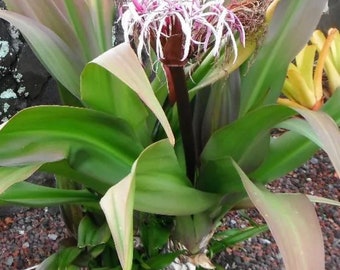 Queen Crinum Lilly Established one gallon plant