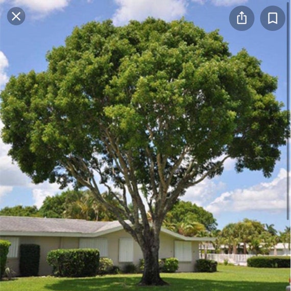 Mahogany Tree . BOGO Buy 1 Get 1 Shade Tree Etsy
