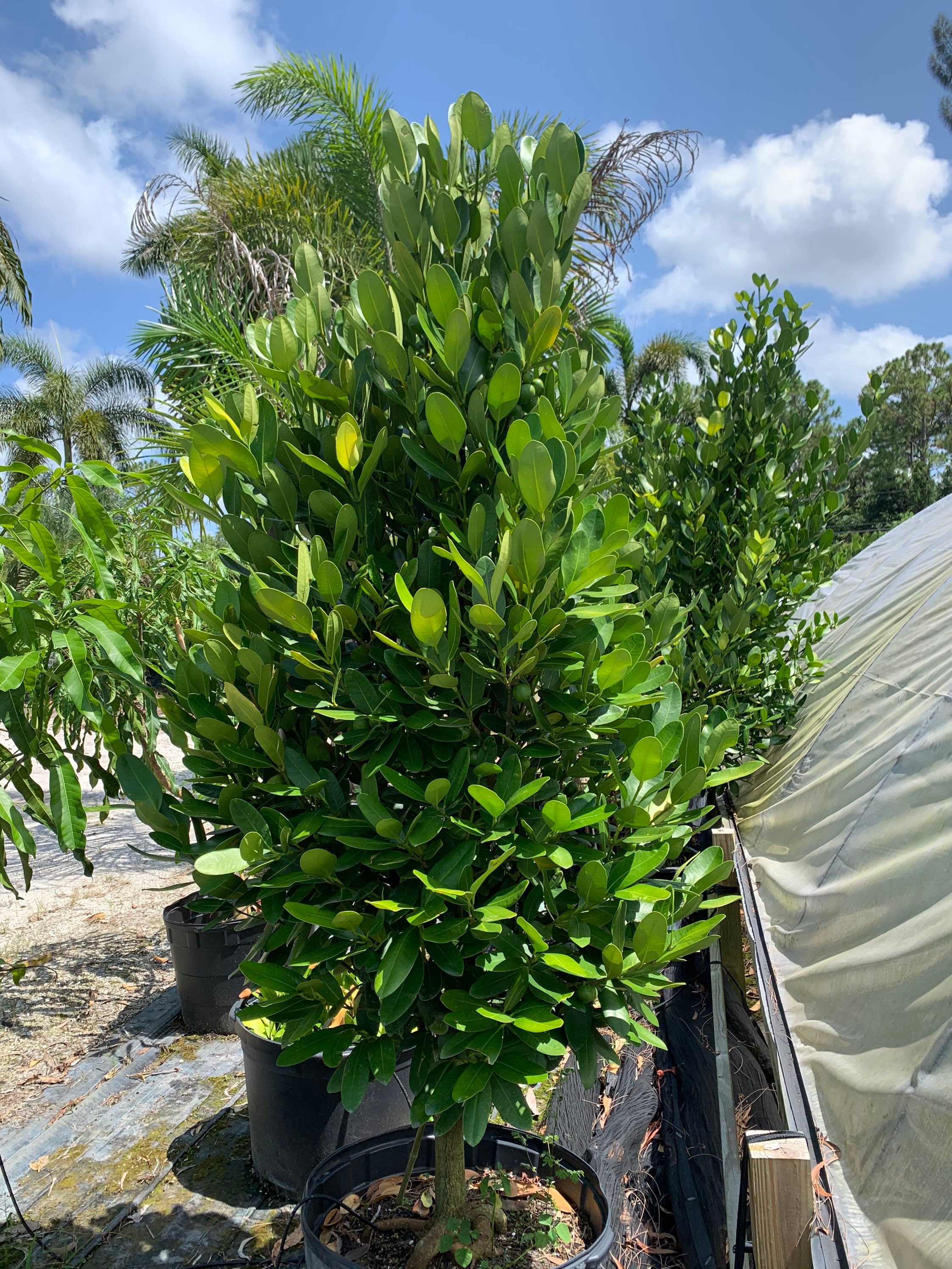 Garcinia Spicata Exotic Edible Fruit. Salt Tolerant Etsy