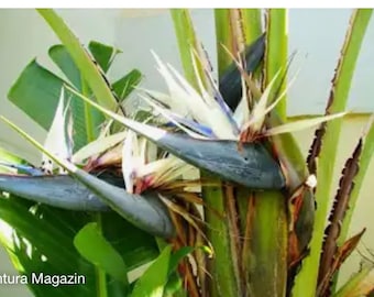 White Bird of Paradise. Free shipping