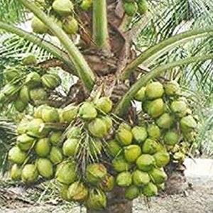 Certified Costa Rican Dwarf Coconut tree, dwarf green Malayan coconut tree .  Established 1 gallon BUY WITH CONFIDENCE