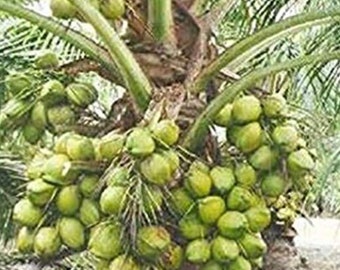 Certified Costa Rican Dwarf Coconut tree, dwarf green Malayan coconut tree .  Established 1 gallon BUY WITH CONFIDENCE