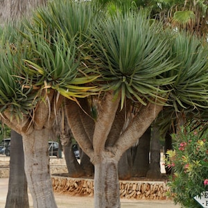 Dracaena Marginata: 1-Gallon Dragon Tree