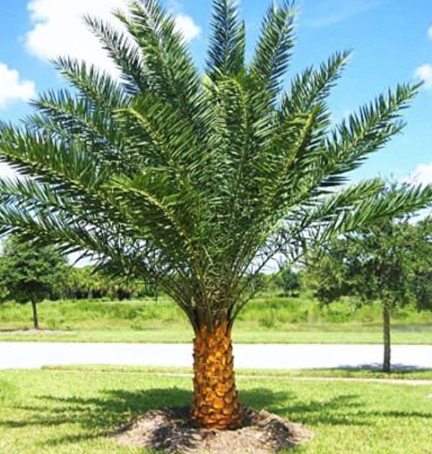 Phoenix Sylvestris 20 fresh seeds FREE SHIPPING