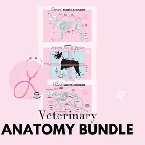 May include: A pink background with three printable veterinary anatomy charts. The charts feature illustrations of canine and feline skeletal structures and anatomical terms and divisions. The text "Veterinary Anatomy Bundle" is at the bottom of the image.