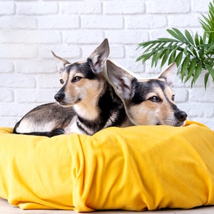 K&ouml;nnte beinhalten: Zwei Hunde mit braunem, schwarzem und wei&szlig;em Fell ruhen auf einem leuchtend gelben Hundebett. Die Hunde liegen, ihre K&ouml;pfe sind nah beieinander. Eine wei&szlig;e Ziegelmauer und eine gr&uuml;ne Pflanze befinden sich im Hintergrund.