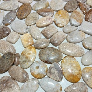 Fossil coral Lot Gemstone Natural Fossil coral Lot Cabochons Handmade Amazing Quality Fossil coral Lot, For Making Jewelry