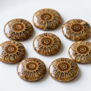 May include: Eight polished ammonite fossils arranged in a circle on a white surface. The fossils are brown with intricate spiral patterns, showcasing the natural beauty of ancient marine life. Each fossil is approximately 7.6 cm in diameter.