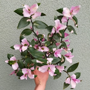 Tradescantia Maiden's Bride, Blushing Bridge, commelinaceae, one cut