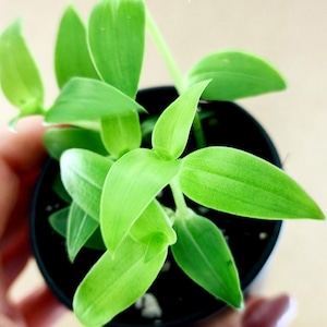 Op de afbeelding: Een kleine groene plant met lange, dunne bladeren die in een zwarte pot groeit. De plant wordt vastgehouden door een hand.