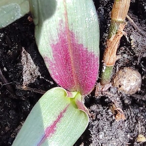 Peut inclure: Gros plan sur une plante verte et violette avec des marbrures blanches poussant dans un pot brun. La plante a de longues feuilles étroites avec une nervure proéminente qui descend au centre.