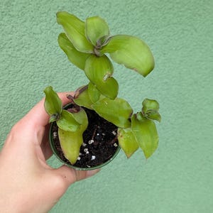 Op de afbeelding: Een kleine potplant met lichtgroene, puntige bladeren en donkerpaarse stengels. De plant staat in donkerbruine aarde in een kleine groene plastic pot. Het blad vertoont een mix van levendige groentinten met subtiele paarse accenten.
