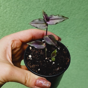 May include: A small potted plant with purple and green leaves. The plant is in a black plastic pot, held against a green background. The leaves have a striped pattern.