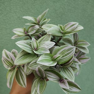 Może przedstawiać: Zbliżenie rośliny Tradescantia z zielono-białymi paskami na liściach. Liście mają miękki, teksturowany wygląd. Roślina jest trzymana na jednolitym zielonym tle.