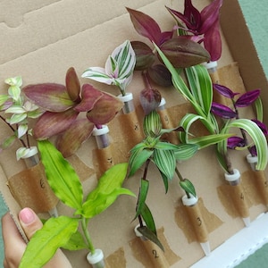 Mix stekkendoos, 10 stuks willekeurige commelinaceae vers gesneden