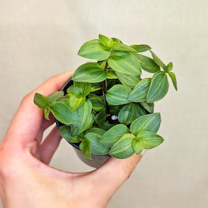 Puede incluir: Una pequeña planta en maceta con hojas puntiagudas y ovaladas que presentan patrones variegados en verde claro y oscuro. El follaje crece en un racimo denso y colgante desde un tallo central, dentro de una maceta de vivero negra.