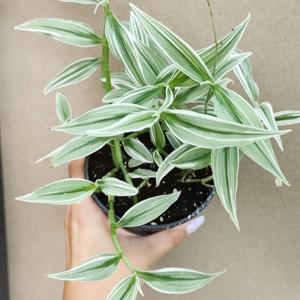 Aneilema variegata, Rhopalephora, commelinaceae rooted plant