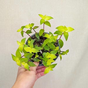 Pode incluir: Uma planta em vaso com folhas pontiagudas de um verde-limão vibrante e caules finos de cor púrpura escura. A planta está contida num pequeno vaso redondo de plástico preto cheio de terra escura, exibindo um crescimento pendente com vários caules.