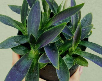Tradescantia pallida Shadow Hill, plante à racines de la famille des Commelinacées