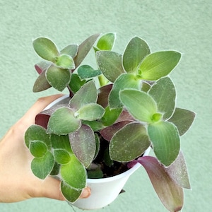 Hairy tradescantia - Etsy.de