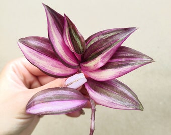 Tradescantia zebrina Discolor Multicolor, Commelinaceae, ein frischer Schnitt, Dreimasterblume, Regenbogenpflanze