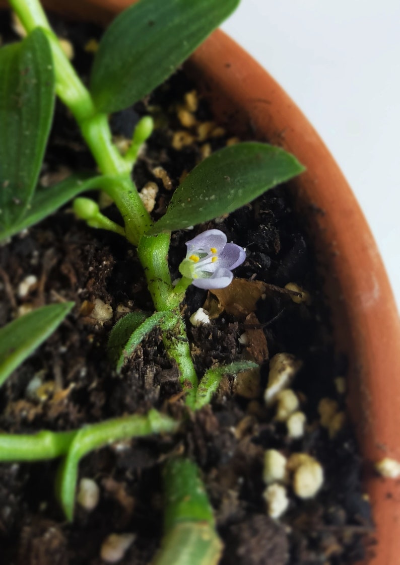 Aneilema Zebrinum, Ballya Zebrina, Commelinaceae, bewurzelter Sämling Bild 8