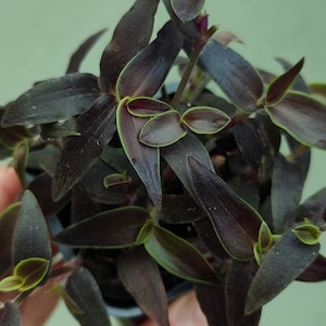 Gibasis ex sp. Jose Puig, dark commelinaceae plant
