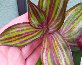 Tradescantia zebrina Tikal, zeldzame commelinaceae, één vers gesneden