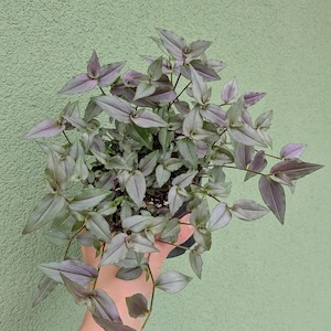Puede incluir: Una planta Tradescantia zebrina con hojas puntiagudas en forma de lanza que presentan un patrón variegado de rayas verde plateado y morado oscuro. La planta está contenida en una maceta de plástico oscuro con tierra visible en la base.