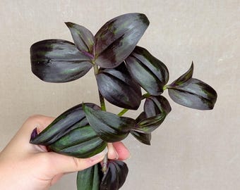 NEW Tradescantia zebrina Petrichor, one cut