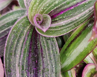 Tradescantia Cerinthoides Pink Furry, ancien nom Blossfeldiana,