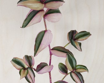 Tradescantia zebrina variegata HappiLee, muy brillante, Danny Lee, plántula enraizada